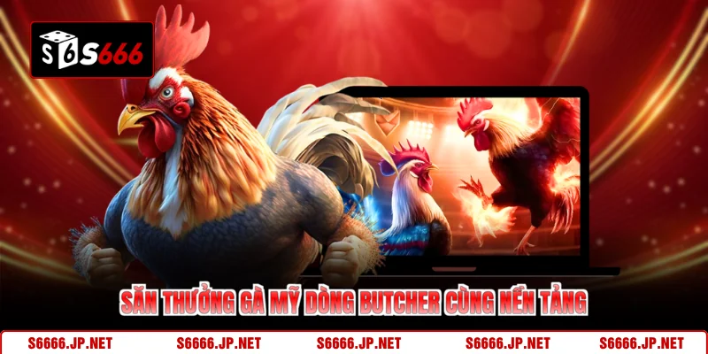 Săn thưởng gà mỹ dòng Butcher cùng nền tảng 